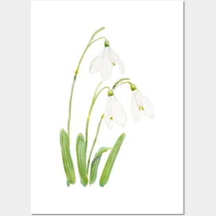 3 snowdrops flowers watercolor Posters and Art